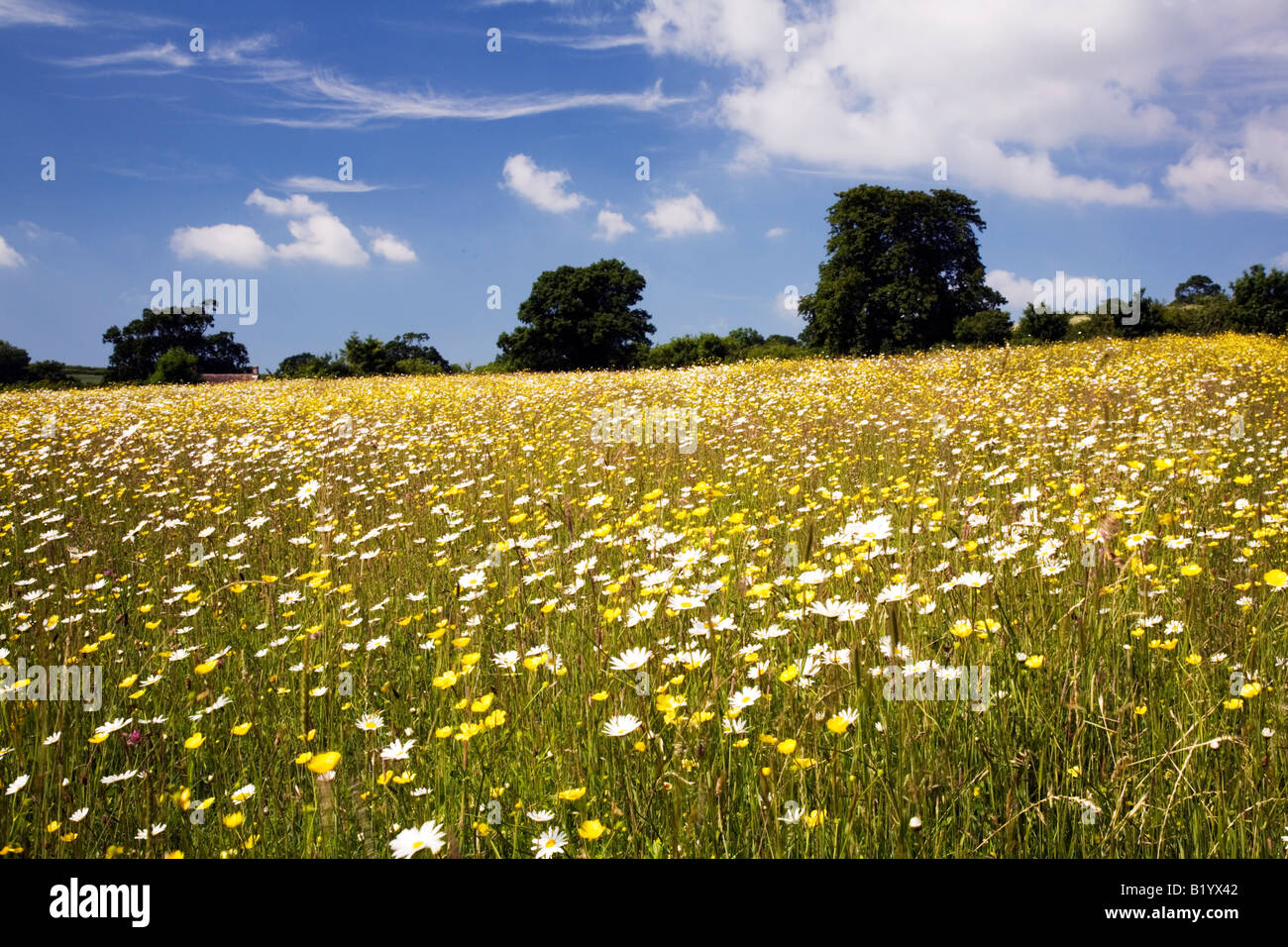 Oxeye daisies and buttercups create this traditional hay meadow in