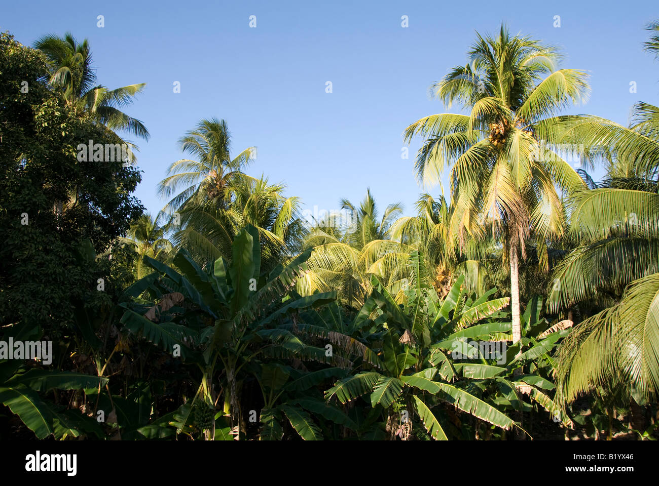 Landscape with palm trees Stock Photo