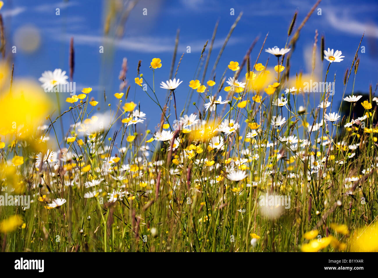 meadow with oxeye daisy, margherites, low angle shot, worm's eye view,  Stock Photo, Picture And Rights Managed Image. Pic. XB1-1155692