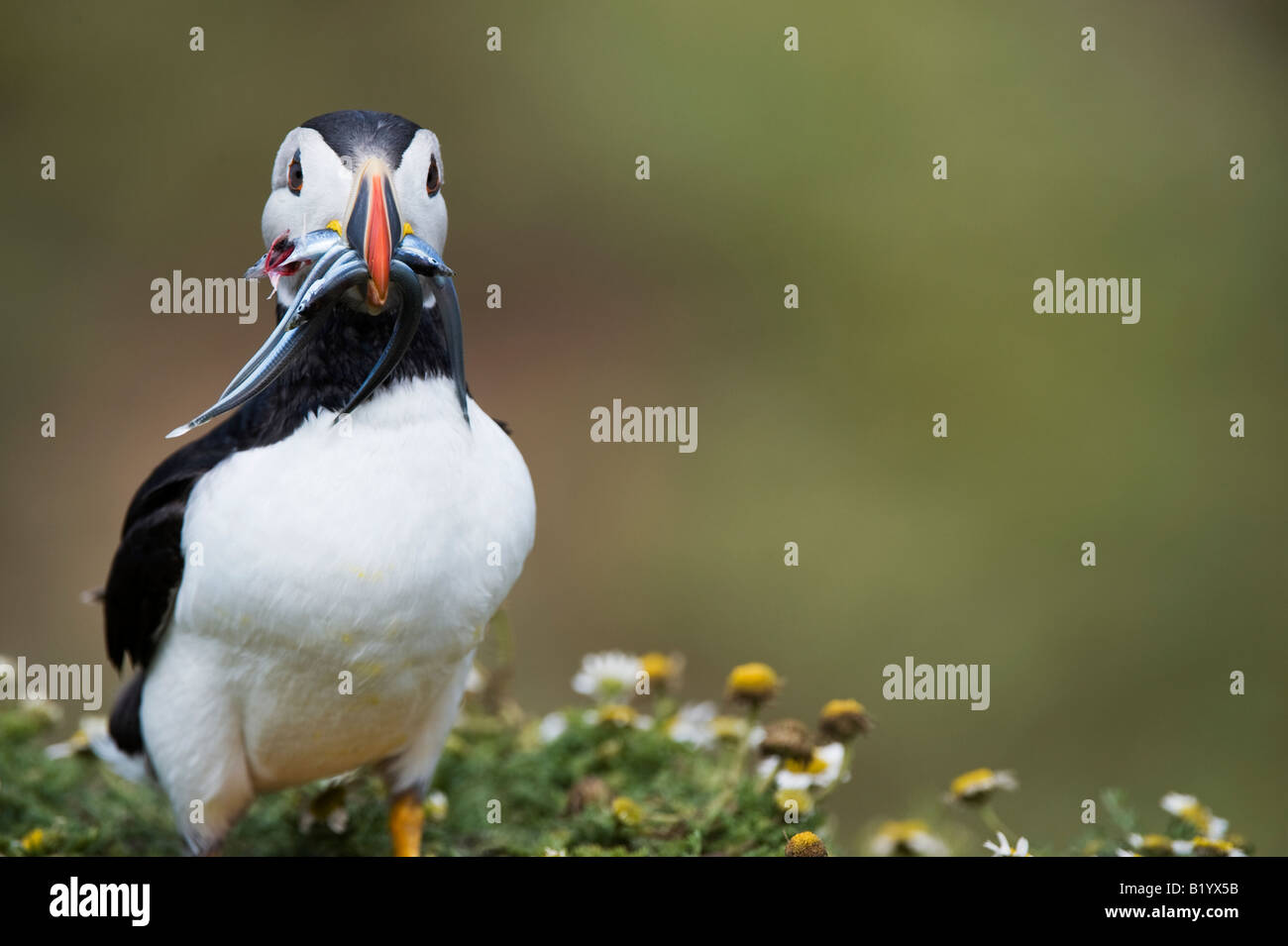Fratercula arctica. Atlantic Puffin with sand eels on a cliff top on Skomer Island, Wales Stock Photo