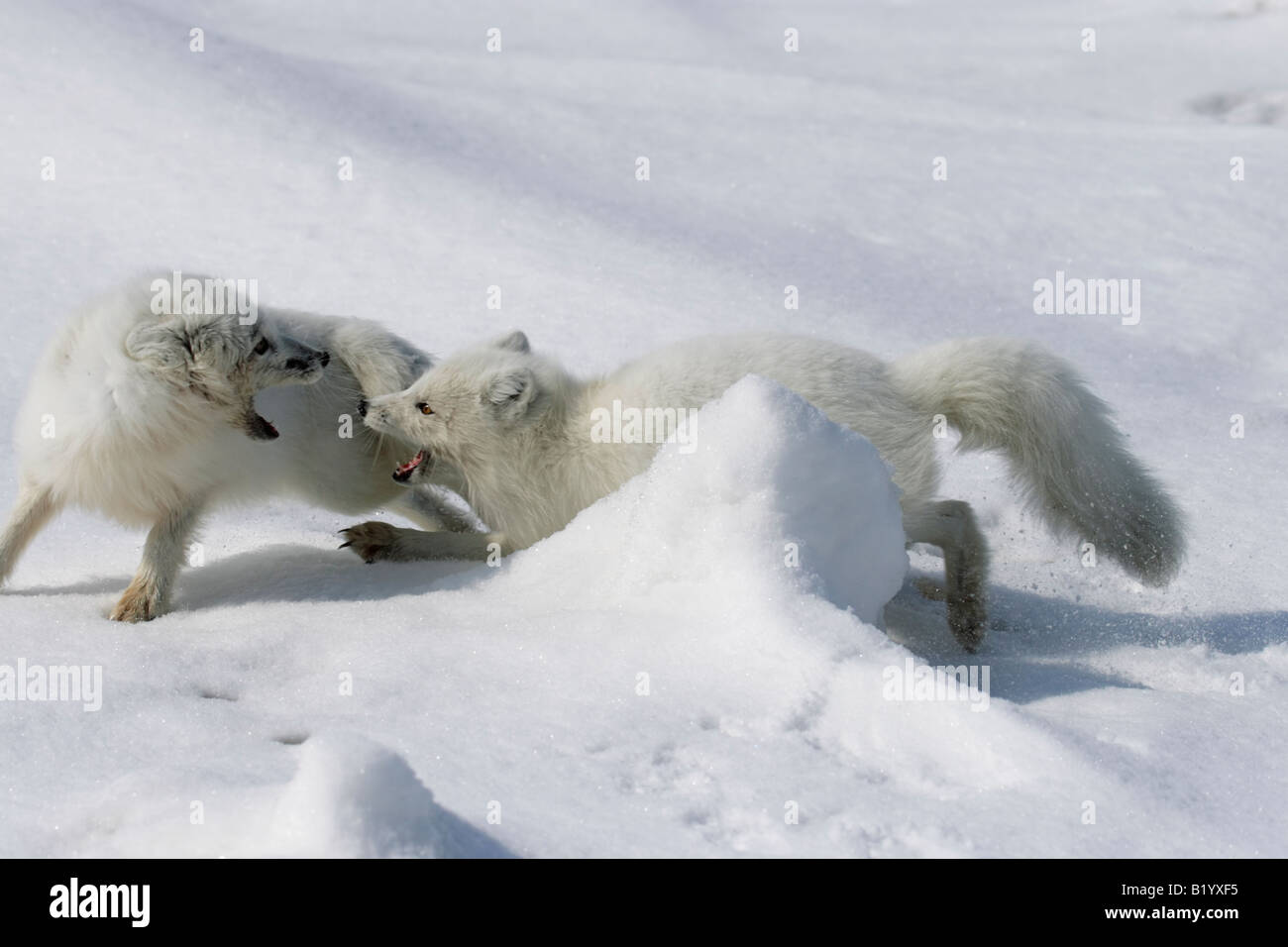 Wild Polar Fox. The beginning of a breeding season. Foxes play and
