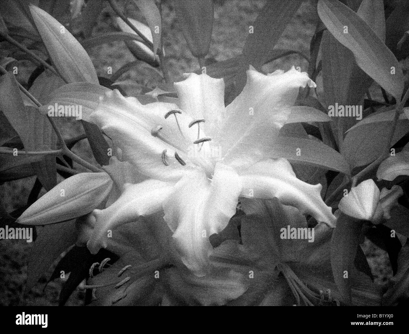 Infrared Lilium Auratum Lily Stock Photo