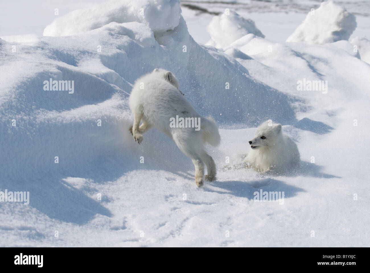 Arctic foxes hi-res stock photography and images - Alamy