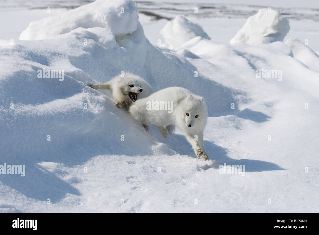 Wild Polar Fox. The beginning of a breeding season. Foxes play and