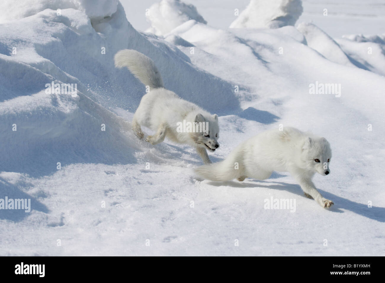 Arctic foxes hi-res stock photography and images - Alamy