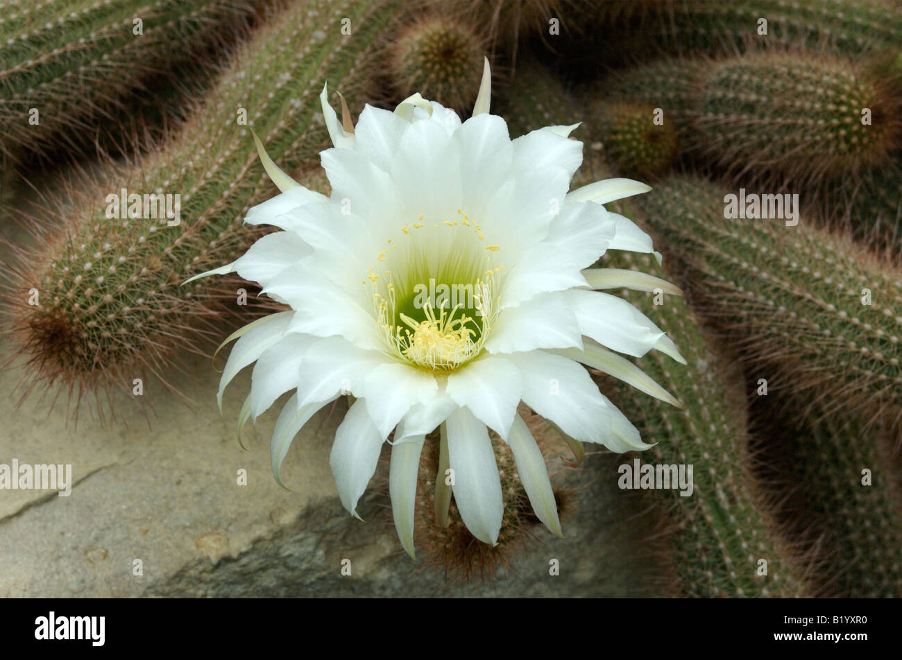 A flower on a Echinopsis Huascha cactus plant Stock Photo