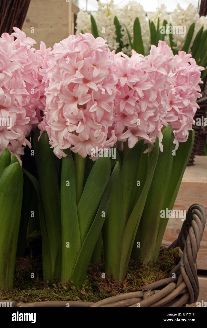 Hyacinth bulbs forced hires stock photography and images Alamy