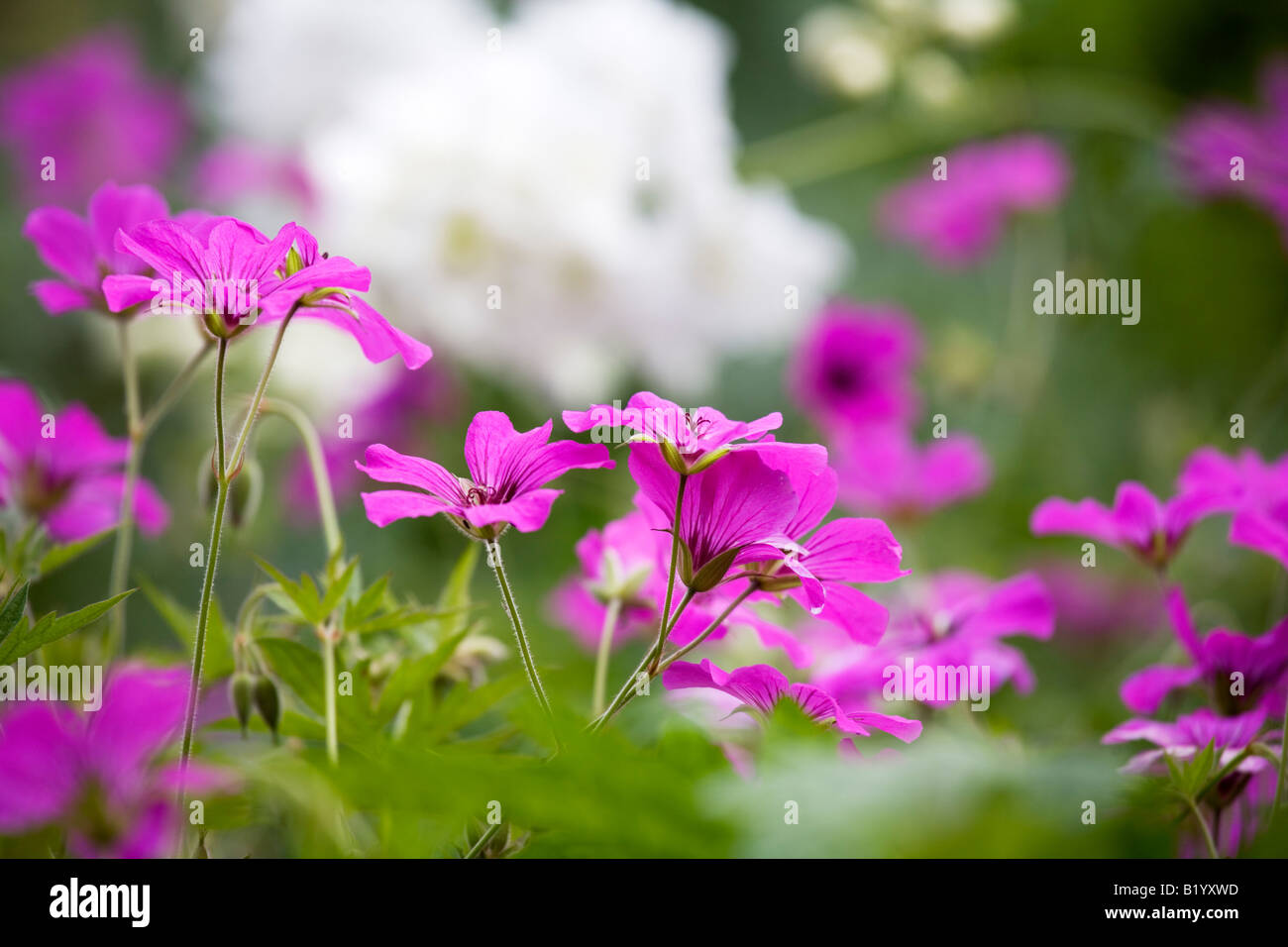 The magenta flowers of Geranium psilostemon stand out in a mixed border in June Stock Photo