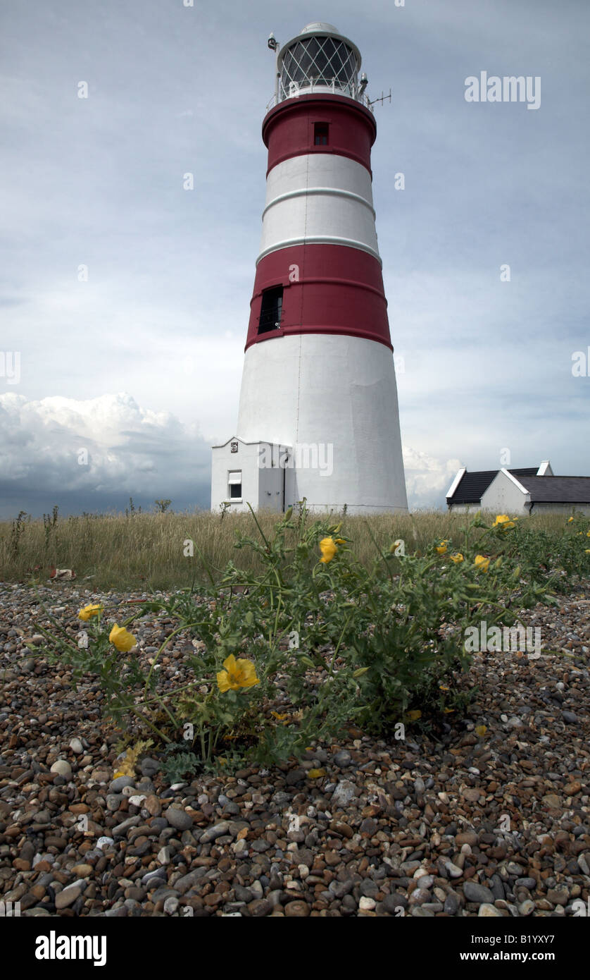 Lighthouse Orford Ness, Suffolk, England with yellow horned poppy in foreground Stock Photo