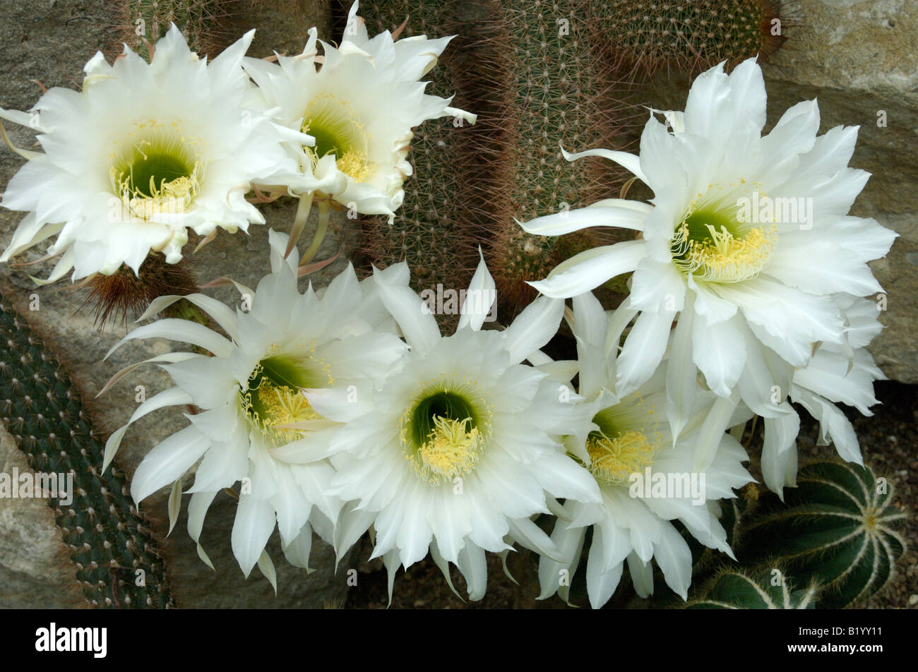 A bunch of flowers on a Echinopsis Huascha cactus plant Stock Photo