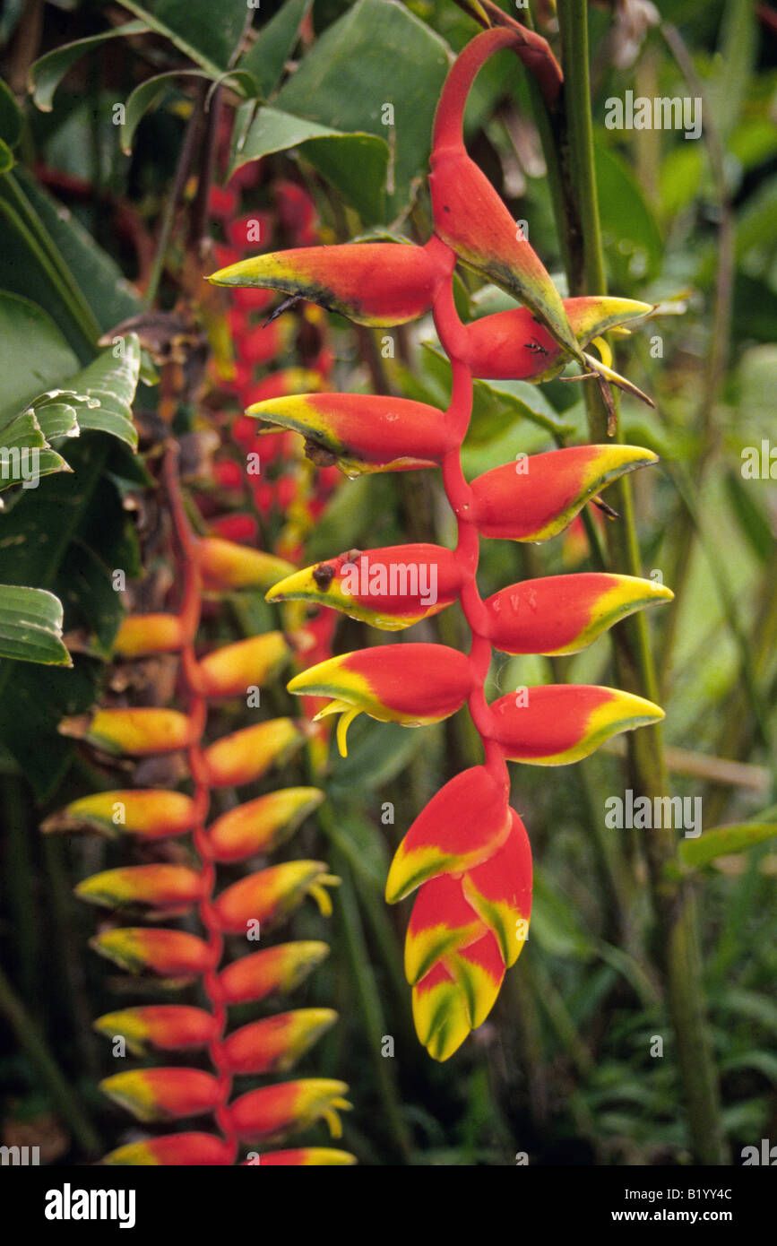 A detail of a lobster claw heliconia one of numerous jungle plants growing in the bushy rain forest of Belize Stock Photo