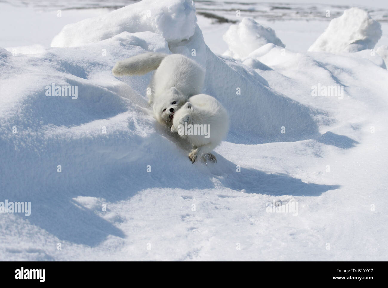 Wild Polar Fox. The beginning of a breeding season. Foxes play and