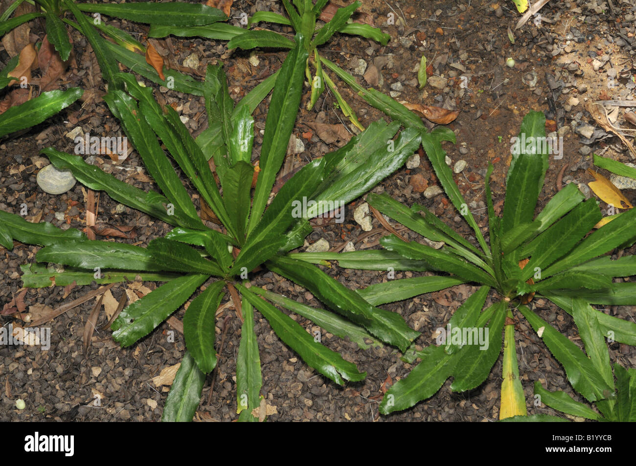 Sawtooth Coriander Eryngium foetidum Stock Photo Alamy