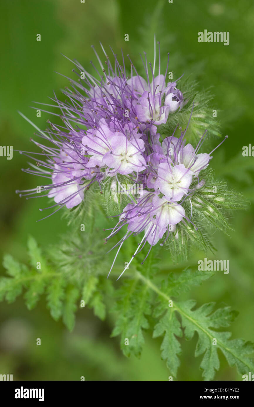 Phacelia, scorpionweed, flowers. The plant is used as a green manure and very attractive to bees as a honey plant. Stock Photo