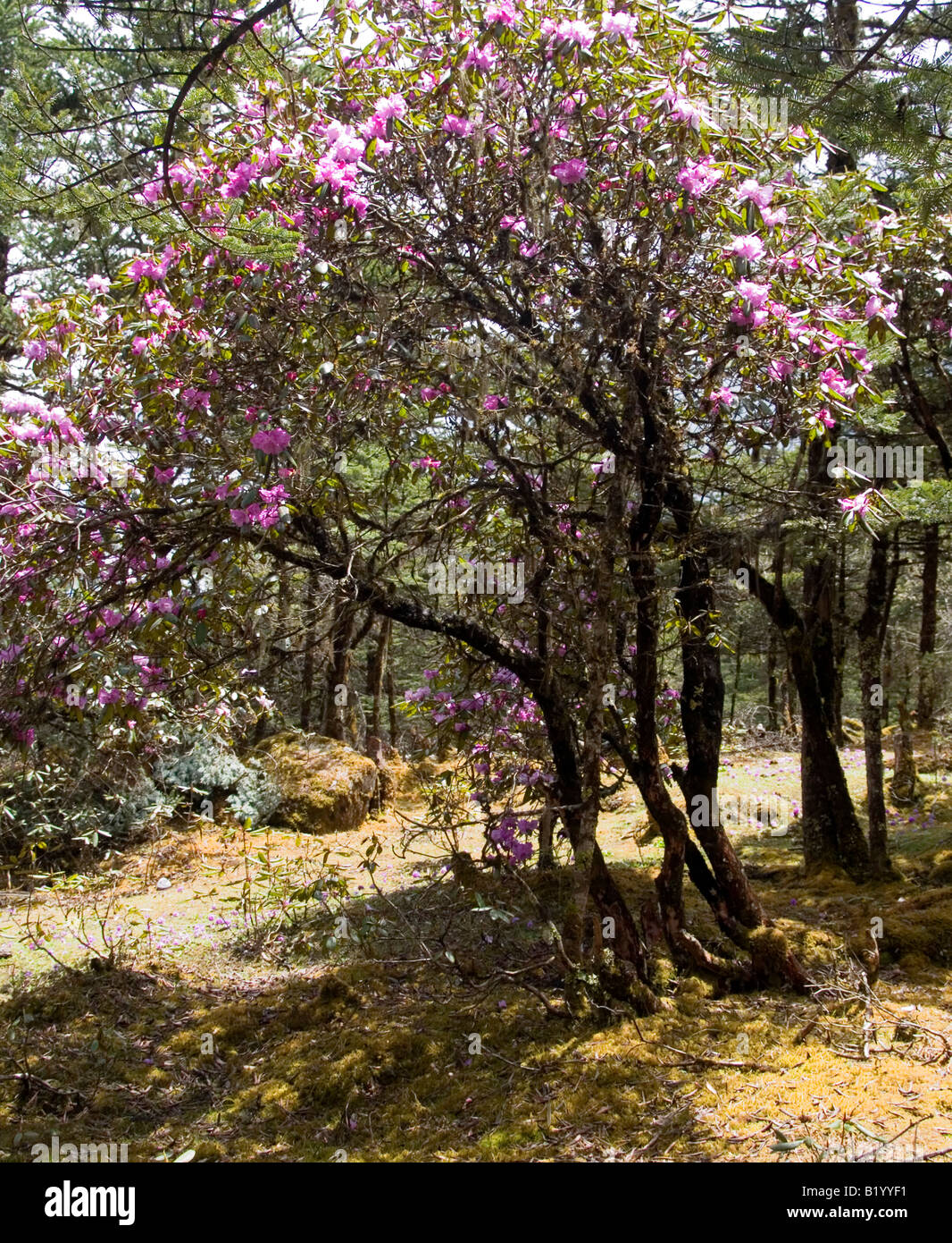 rhododendron tree in full blossom in Sikkim India Stock Photo Alamy