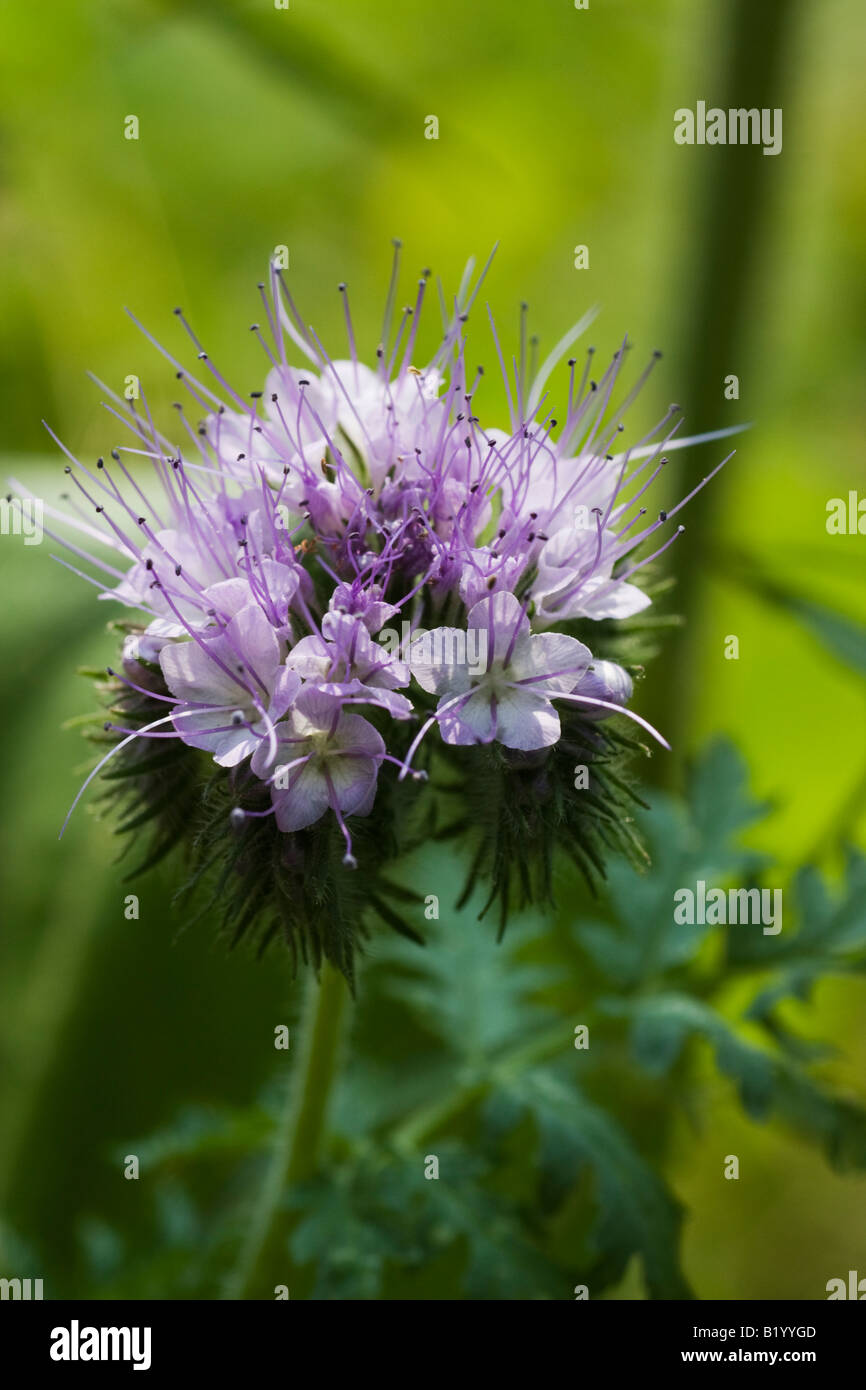 Phacelia, scorpionweed, flowers. The plant is used as a green manure and very attractive to bees as a honey plant. Stock Photo