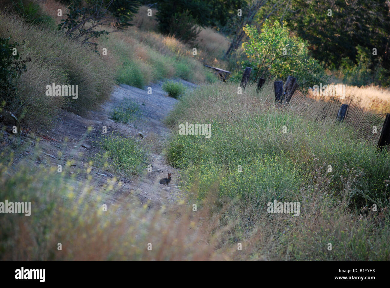 Rabbit on an Overgrown Dirt Road Stock Photo Alamy