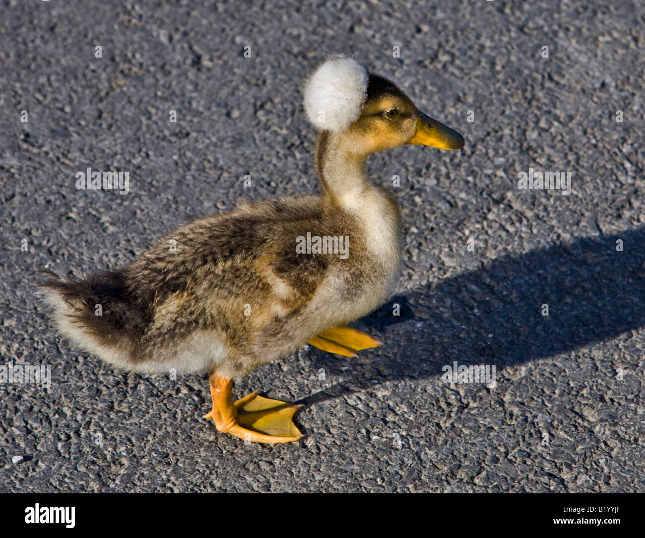Crested Call Duckling Stock Photo