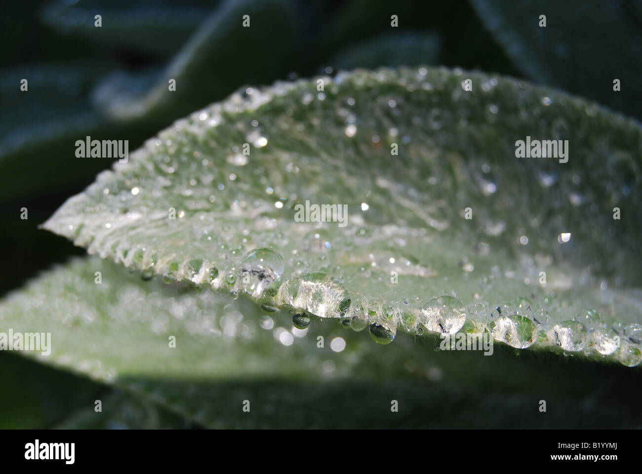 Lambs Ear (Stachys byzantina) Leaves with Water Droplets Stock Photo