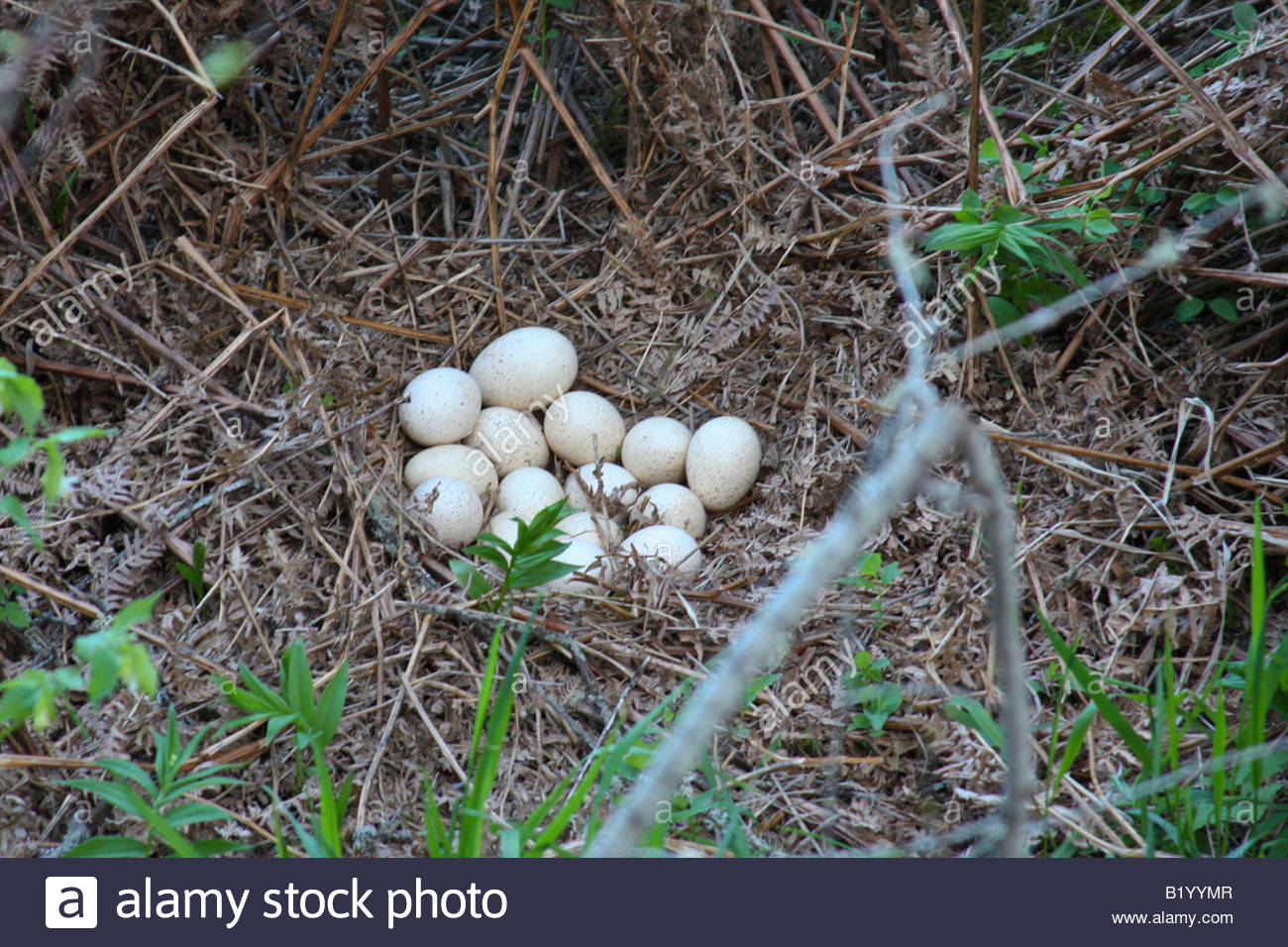 Wild Turkey Nest Stock Photos & Wild Turkey Nest Stock Images Alamy