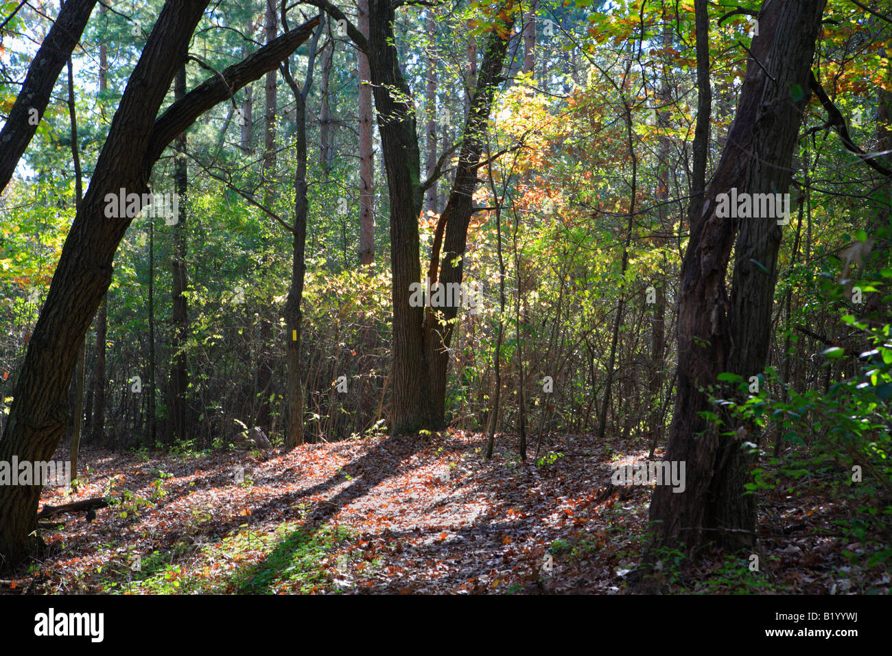 ICE AGE TRAIL BETWEEN EASTERLY ROAD AND KETTLE MORAINE DRIVE IN KETTLE