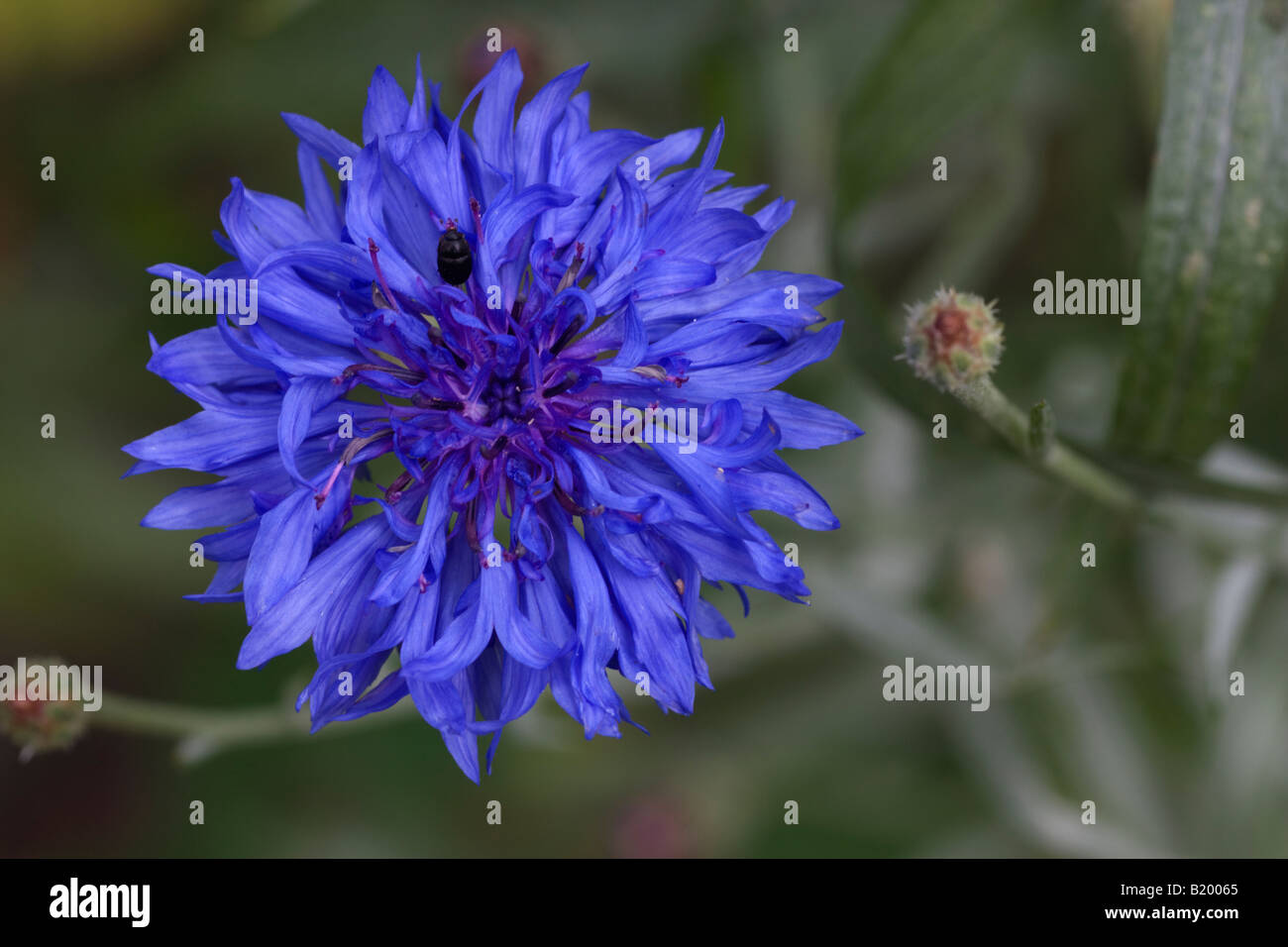 A blue cornflower, Centaurea cyanus Stock Photo - Alamy