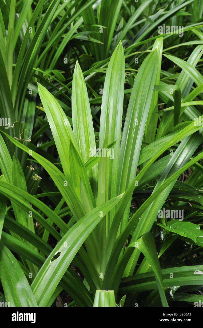 Pandan leaf hires stock photography and images Alamy