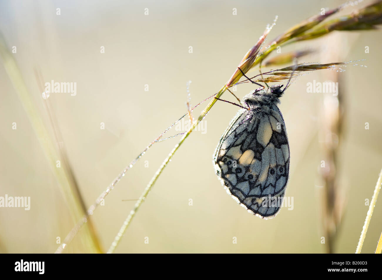 Melanargia galathea. Marbled white butterfly on a grass stem in the english countryside Stock Photo