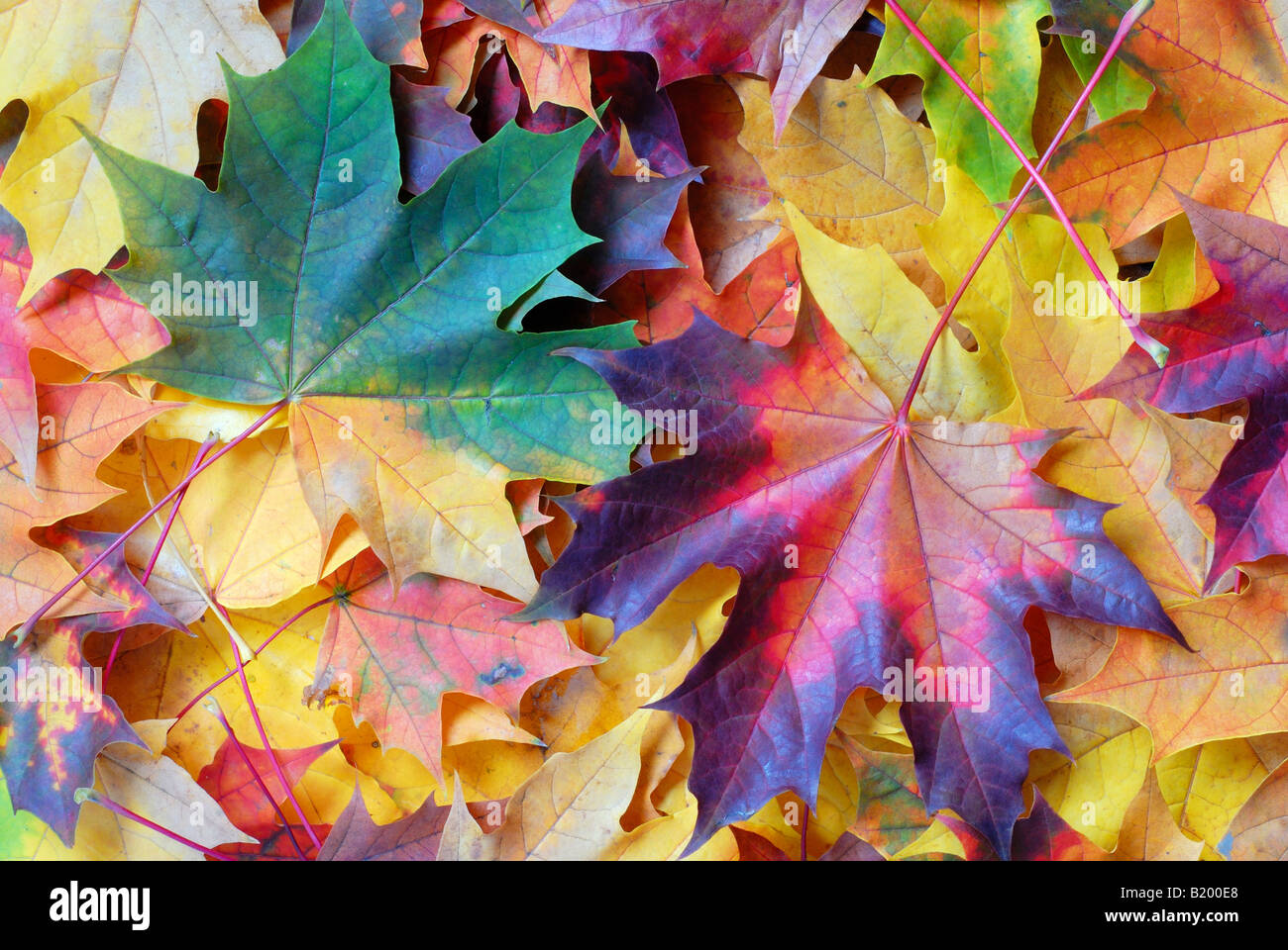 Colorful leaves hi-res stock photography and images - Alamy