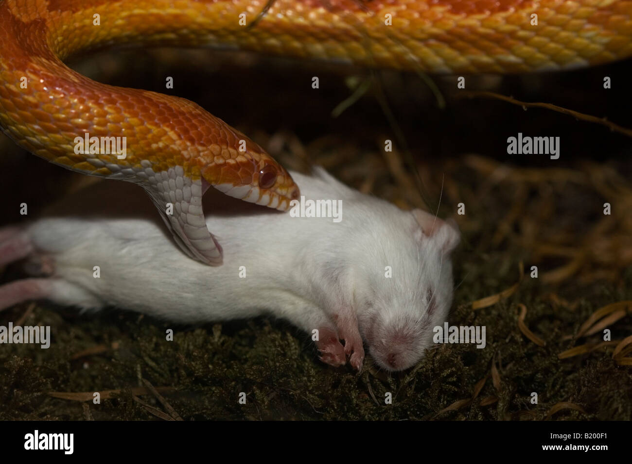 Corn snake feeding on mouse Stock Photo