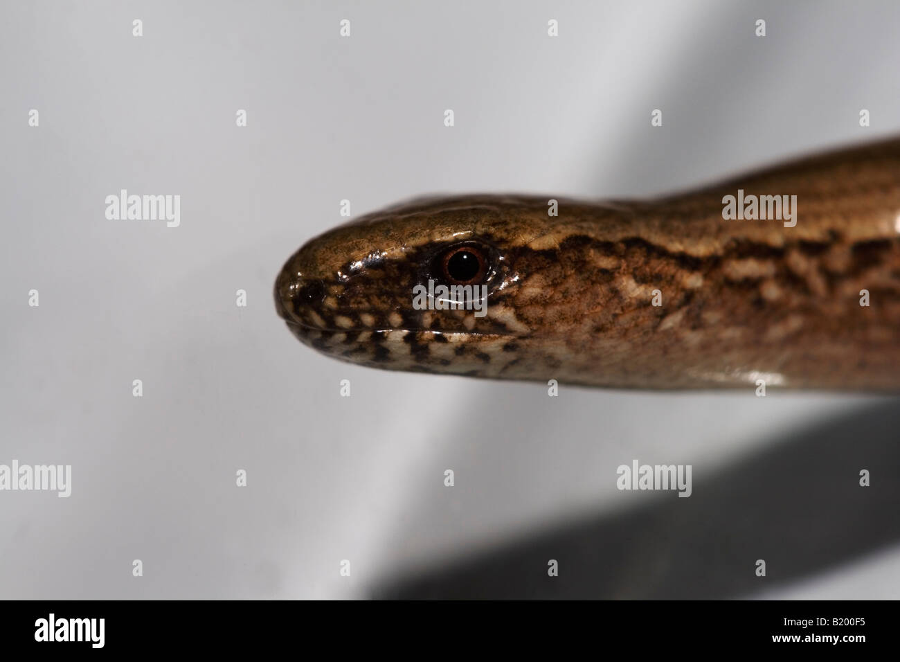 closeup shot of slow-worm (Anguis fragilis) Stock Photo