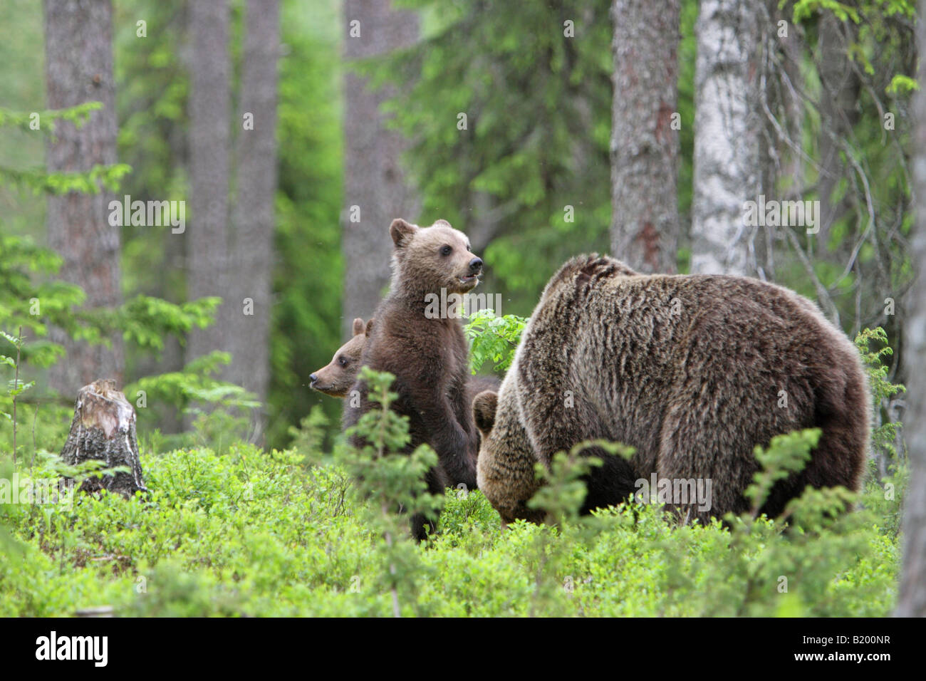 European Brown Bear Ursus arctos mother with its cub standing upright ...