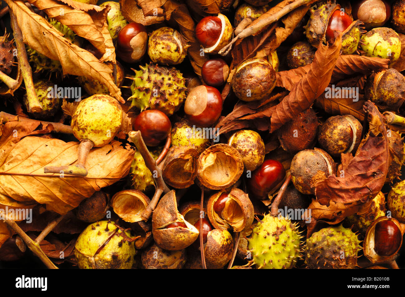 Conkers and and Horse Chestnuts leaves in autumn Stock Photo Alamy