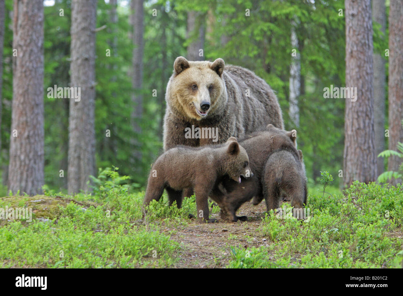 European Brown Bear Ursus arctos mother with her three cubs standing in ...