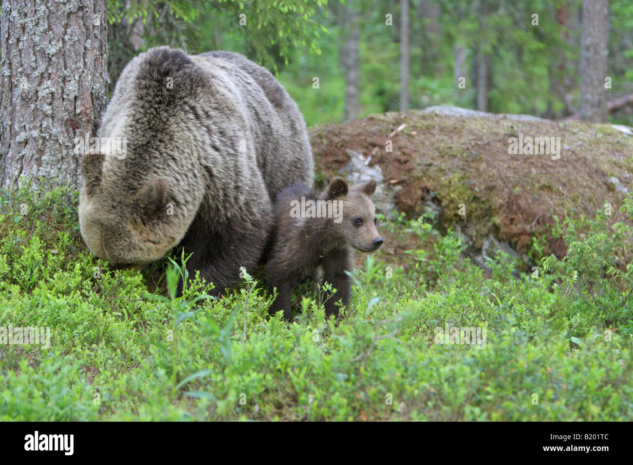 European Brown Bear Ursus arctos mother with her cub standing in the ...