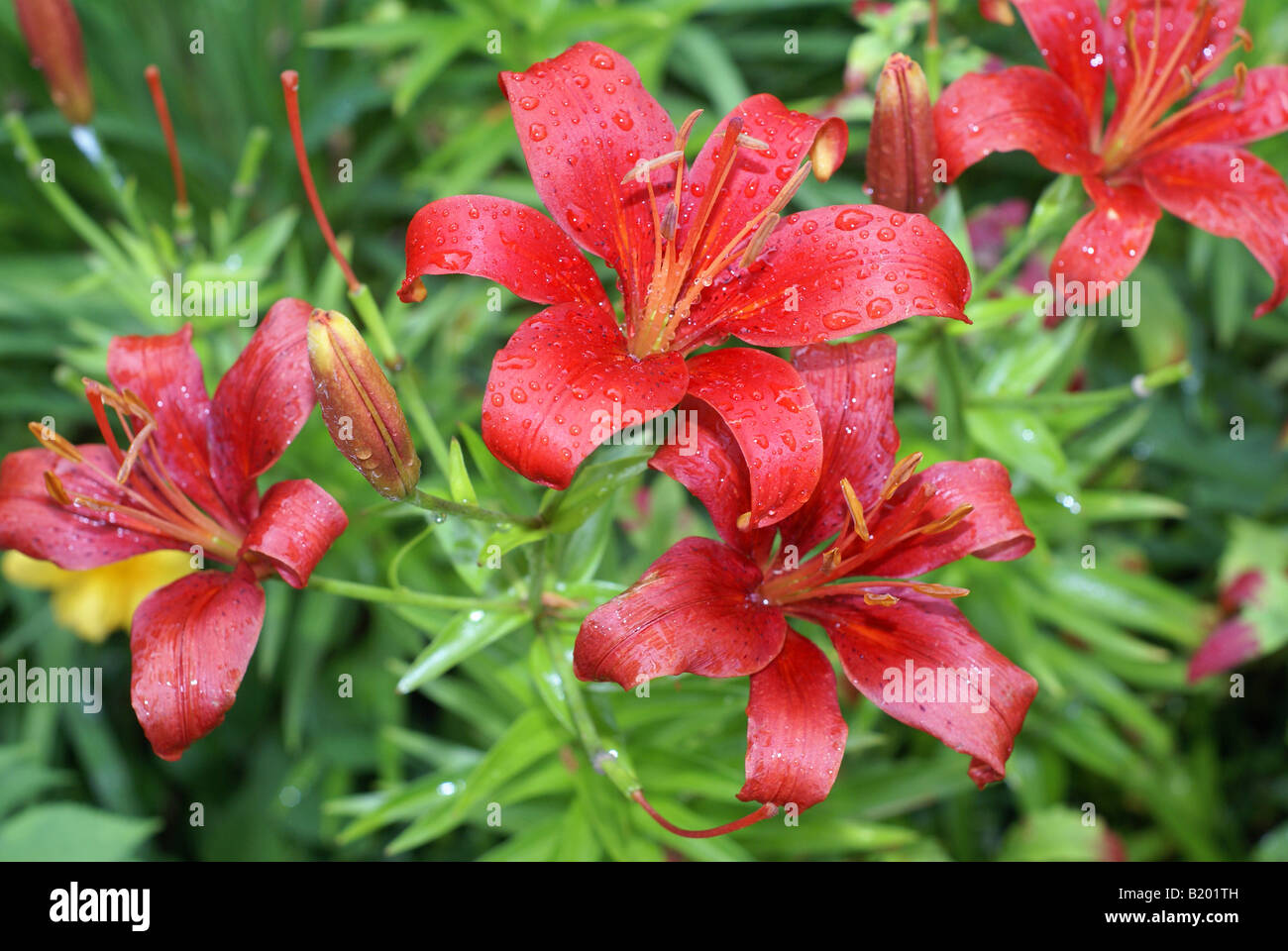 Asiatic lily hi-res stock photography and images - Alamy