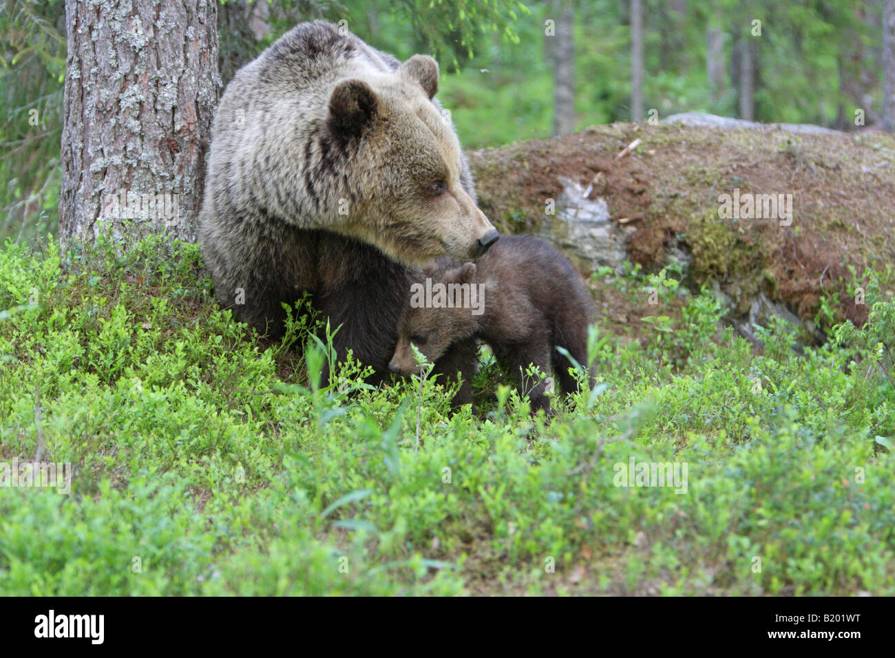 European Brown Bear Ursus arctos mother with her cub standing in the ...
