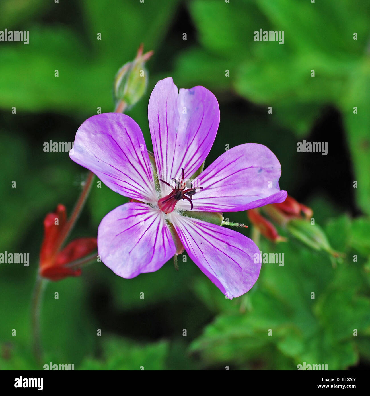 Geranium wallichianum 'Buxton's Variety' Stock Photo