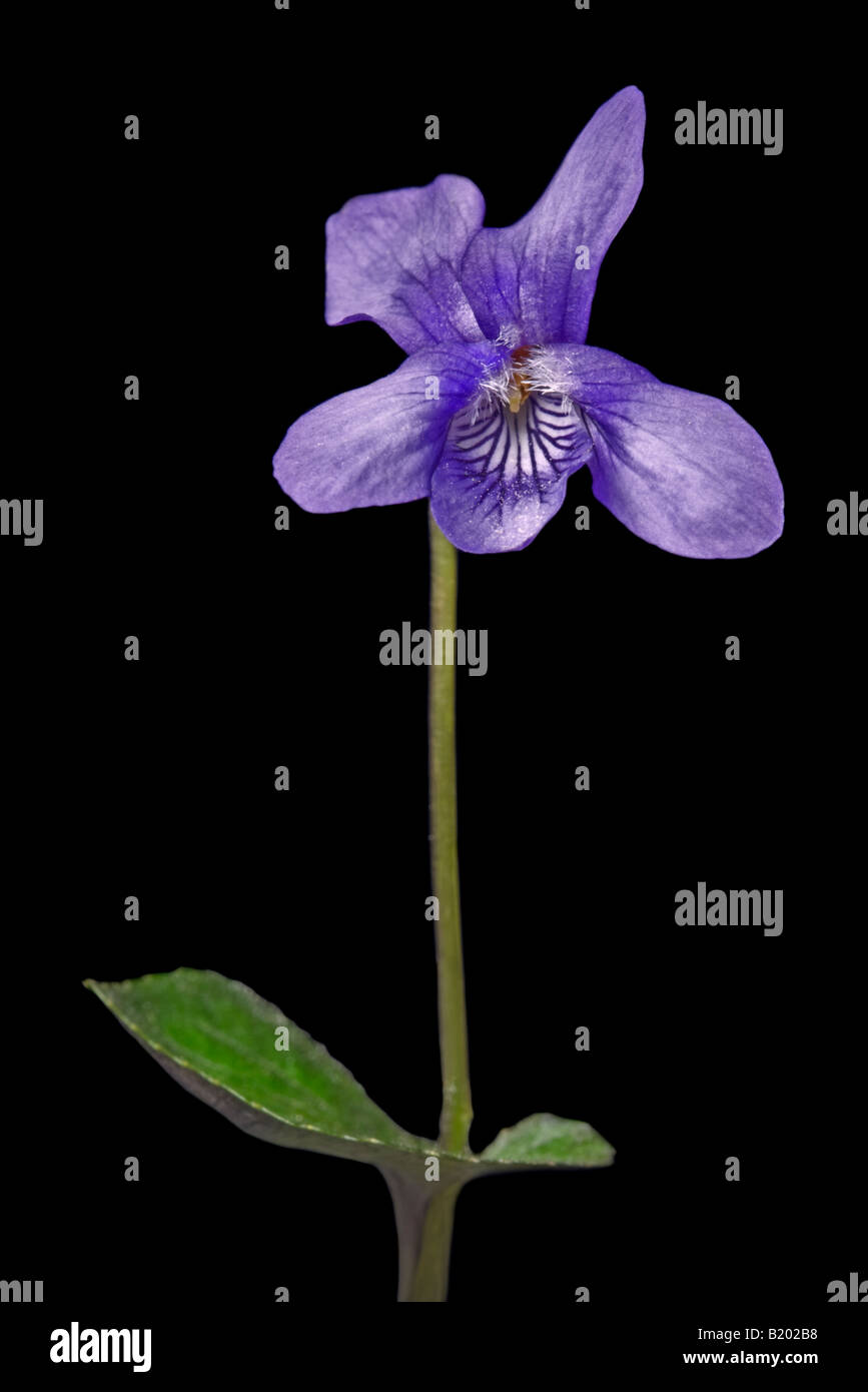 Wild Violet on Black Stock Photo - Alamy