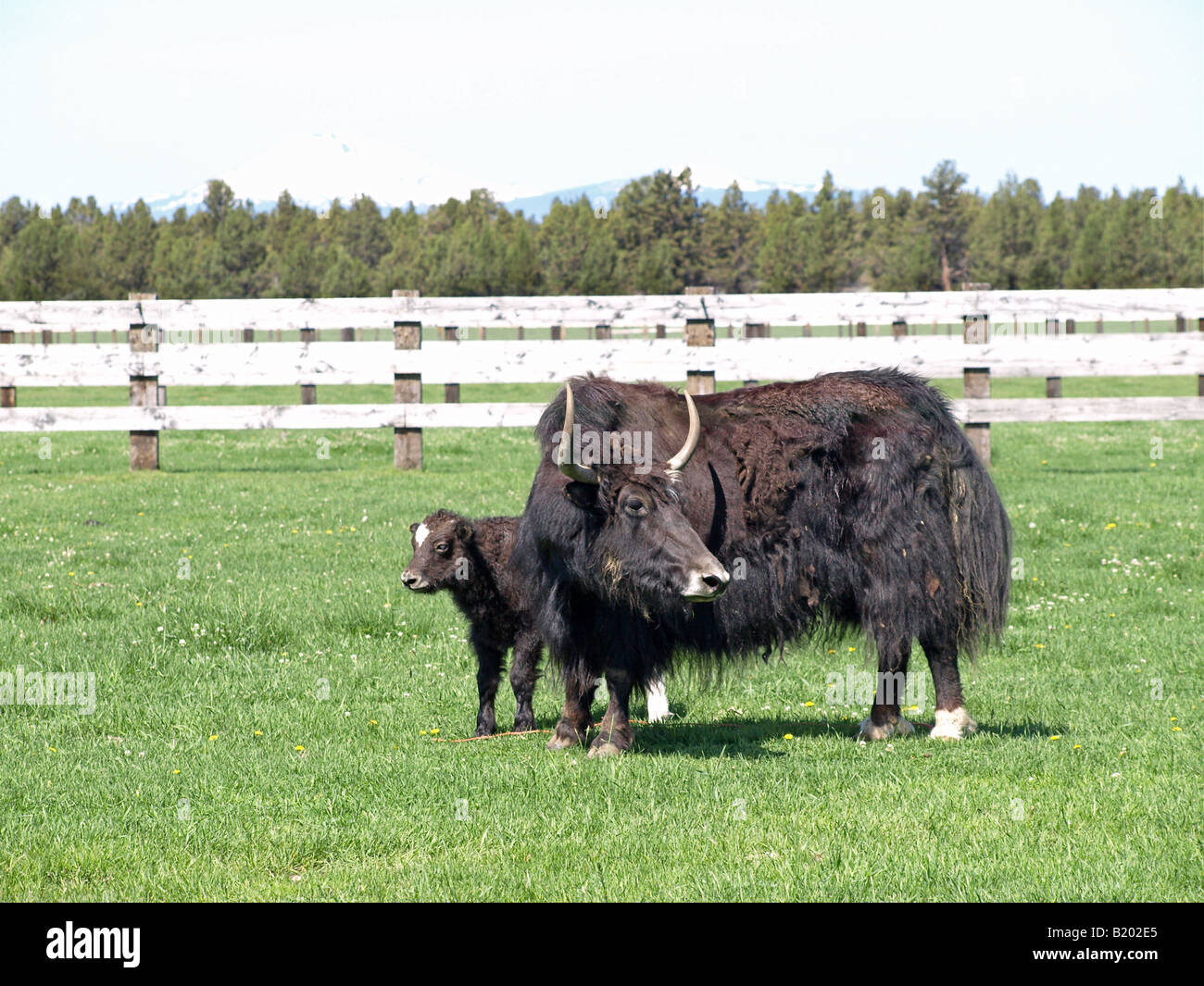 OREGON BEND RANCHING Portrait of a Tibeten Yak raised in the US for meat hides skulls and horns Stock Photo