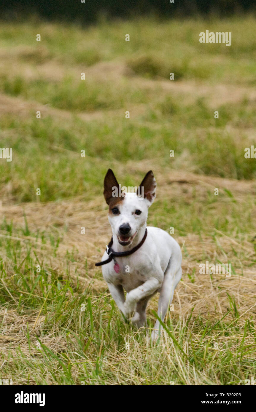 Parson Jack Russell Terrier Running Through Field of Grass Stock Photo