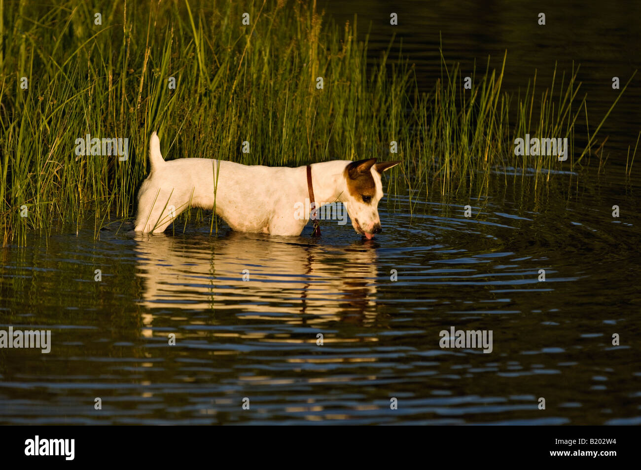 Parson Jack Russell Terrier Drinking Water from Pond Stock Photo