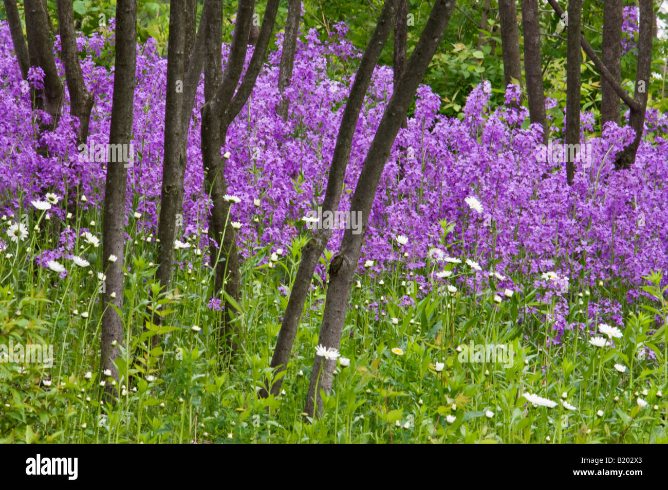 Dames Rocket and Daisies Growing in Grove of Trees Marion County Indiana Stock Photo Alamy