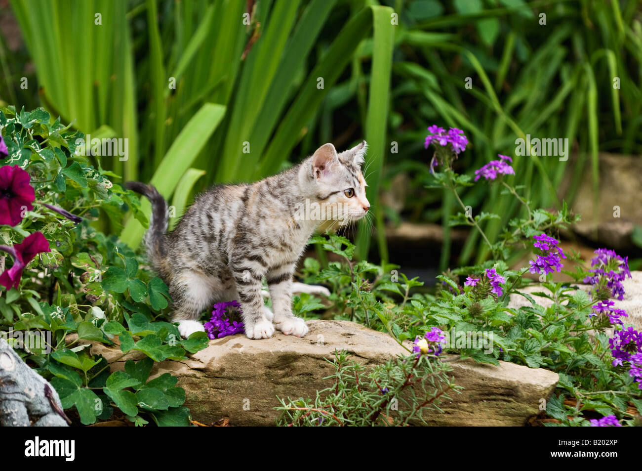 Curious Tabby Kitten in Summer Garden Stock Photo - Alamy