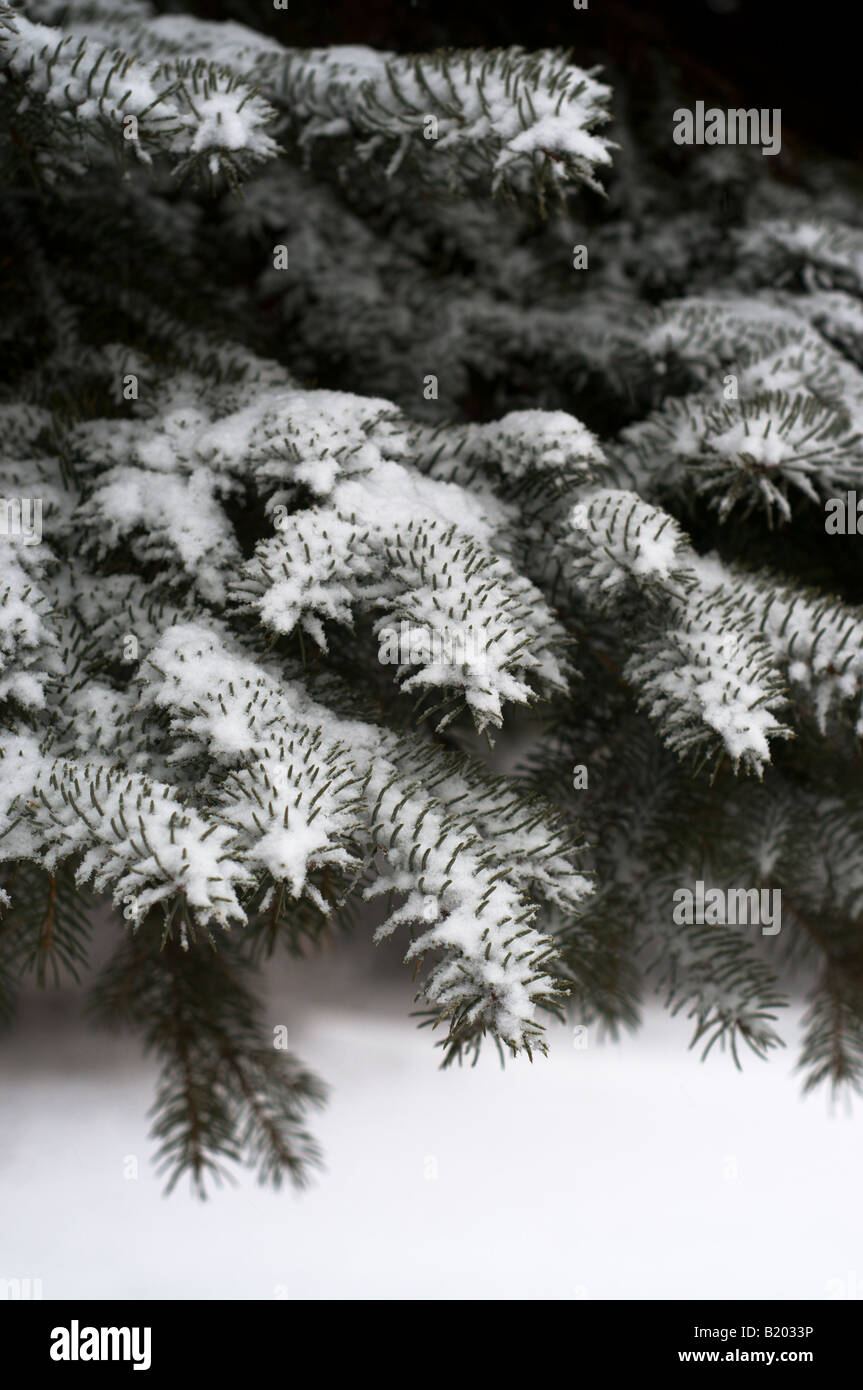 Fresh snow on a pine tree branch Stock Photo - Alamy