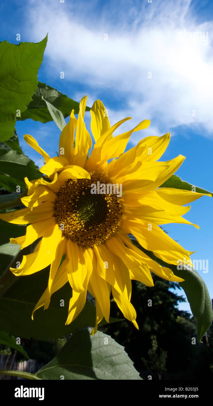 sunlight illuminating a sunflower in bright blue sky Stock Photo Alamy
