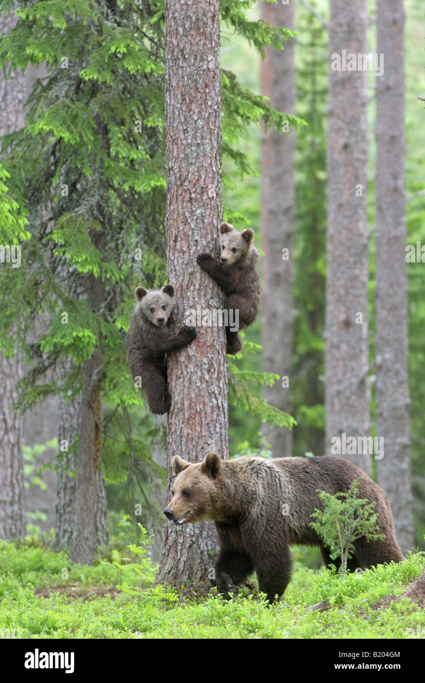 European Brown Bear Ursus arctos mother with her two cubs climbing a ...