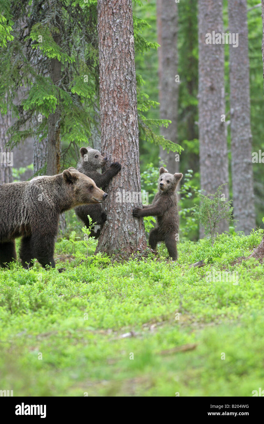 European Brown Bear Ursus arctos mother with her two cubs climbing a ...