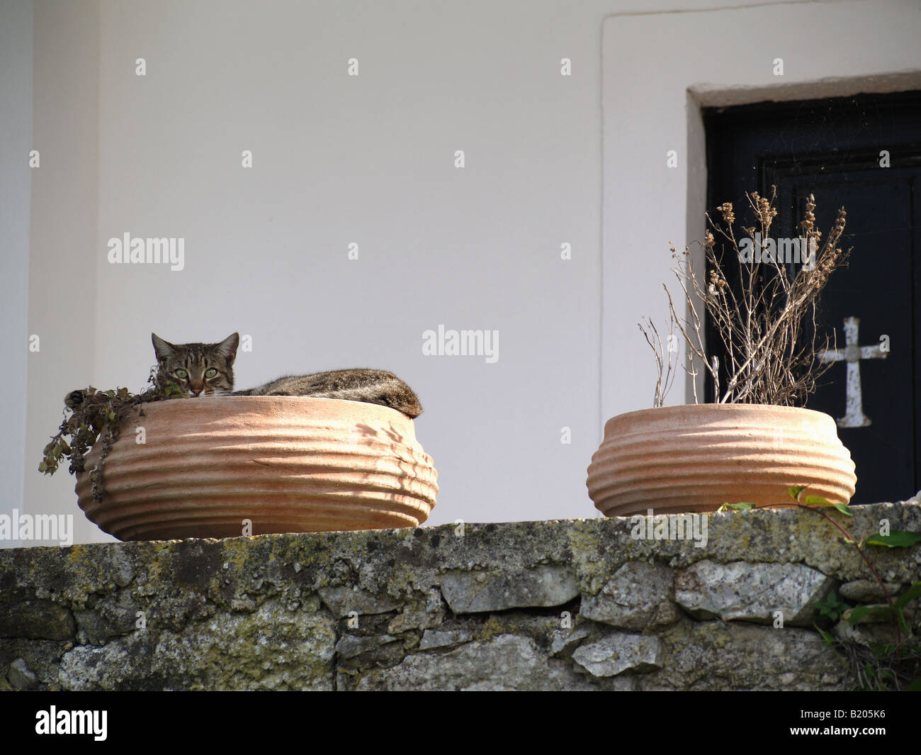 Tabby cat dozing in Greek urn in front of Agnos Church, Corfu, Greece Stock Photo