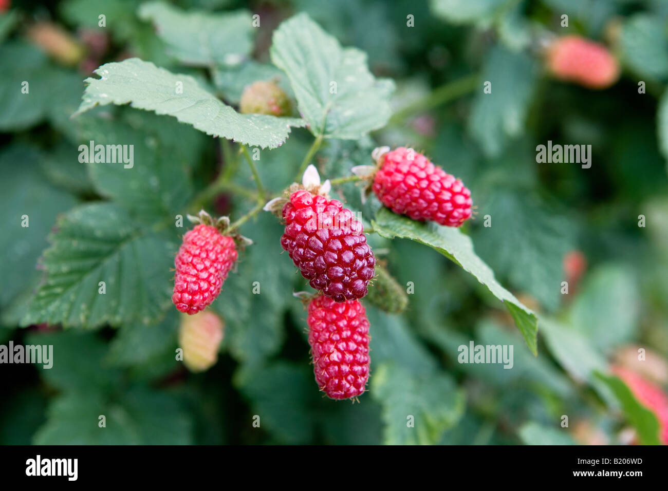 Tayberry Bush showing ripening fruit. Stock Photo